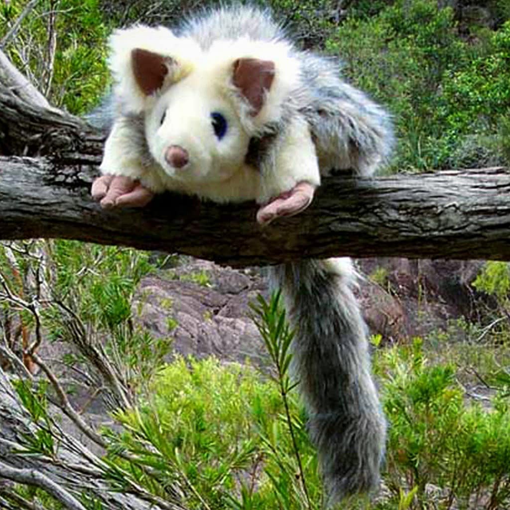 Endangered Animals Australia