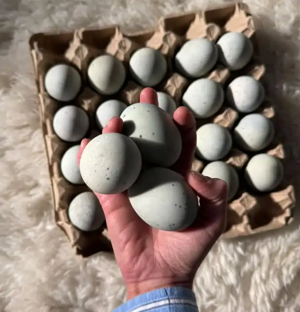 century eggs